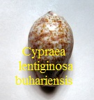 Cypraea lentiginosa f. buhariensis (Jonklaas, R.S.L. & Nicolay, 1977)